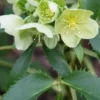 HELLEBORUS Argutifolius 2 HELLEBORUS Argutifolius -UK Garden Supplies Sales Shop hellebourus argutifolius 1130373