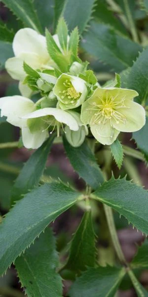 HELLEBORUS Argutifolius 3 HELLEBORUS Argutifolius