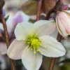 HELLEBORUS X Nigercors 'Emma' PBR -UK Garden Supplies Sales Shop hellebourus emma 1100351