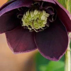 HELLEBORUS Orientalis 'Magic Aubergine' (Magic Collection) -UK Garden Supplies Sales Shop hellebourus magic aubergine 3 1090466