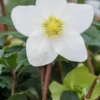 HELLEBORUS Niger 'Mont Blanc' -UK Garden Supplies Sales Shop hellebourus mon blanc 1080413