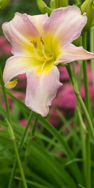 HEMEROCALLIS 'Catherine Woodbery' 4 HEMEROCALLIS 'Catherine Woodbery' - Image 2