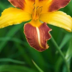 HEMEROCALLIS 'Frans Hals' -UK Garden Supplies Sales Shop hemerocallis frans hals 6190084