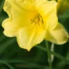 HEMEROCALLIS 'Happy Returns' -UK Garden Supplies Sales Shop hemerocallis happy returns 6190045