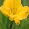 HEMEROCALLIS 'Irish Elf' -UK Garden Supplies Sales Shop hemerocallis irish elf 052966