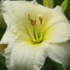 HEMEROCALLIS 'Joan Senior' -UK Garden Supplies Sales Shop hemerocallis joan senior 6230342 2