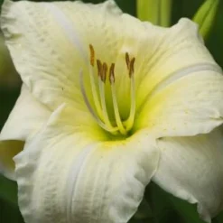 HEMEROCALLIS 'Joan Senior'