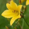 HEMEROCALLIS 'Lemon Bells' -UK Garden Supplies Sales Shop hemerocallis lemon bells web