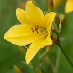 HEMEROCALLIS 'Lemon Bells'