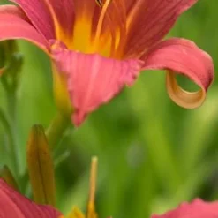 HEMEROCALLIS 'Pink Damask'