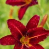 HEMEROCALLIS 'Stafford' -UK Garden Supplies Sales Shop hemerocallis stafford web