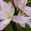 HESPERANTHA Coccinea 'Wilfred H. Bryant' -UK Garden Supplies Sales Shop hesperantha coccinea wilfred h 4