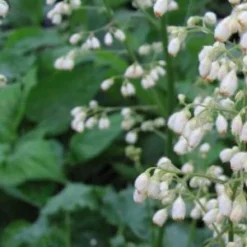 HEUCHERA 'White Spires'