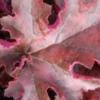 HEUCHERA 'Chocolate Ruffles' PBR -UK Garden Supplies Sales Shop heuchera chocolate ruffles 3