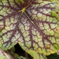 HEUCHERA 'Green Spice'