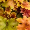 HEUCHERA 'Marmalade' PBR -UK Garden Supplies Sales Shop heuchera marmalade 2
