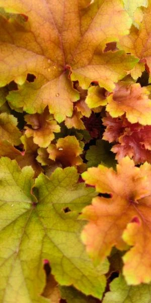 HEUCHERA 'Marmalade' PBR 3 HEUCHERA 'Marmalade' PBR