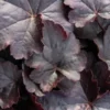 HEUCHERA 'Obsidian' PBR -UK Garden Supplies Sales Shop heuchera obsidian 3