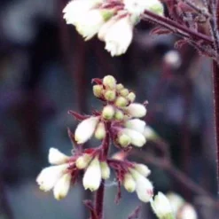 HEUCHERA 'Starry Night'