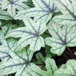 HEUCHERELLA 'Kimono' PBR