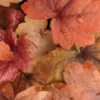 HEUCHERELLA 'Sweet Tea' PBR -UK Garden Supplies Sales Shop heucherella sweet tea