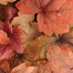 HEUCHERELLA 'Sweet Tea' PBR