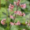HEUCHERELLA 'Tapestry' PBR -UK Garden Supplies Sales Shop heucherella tapestry