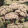 HYLOTELEPHIUM 'Matrona' -UK Garden Supplies Sales Shop hylotelephium matrona 8200562
