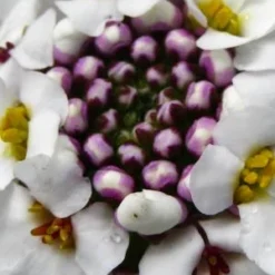 IBERIS Gibraltarica 'Betty Swainson'