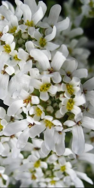 IBERIS Sempervirens 3 IBERIS Sempervirens