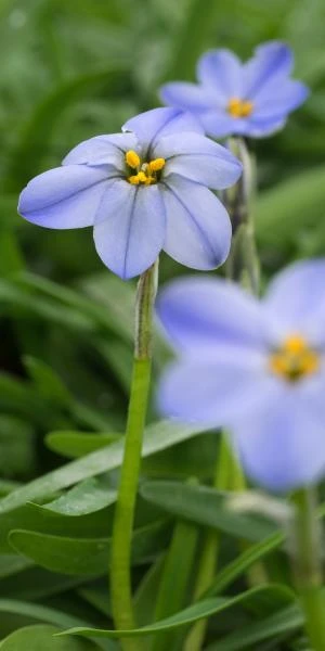 IPHEION 'Rolf Fiedler' 4 IPHEION 'Rolf Fiedler' - Image 2