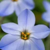 IPHEION 'Rolf Fiedler' -UK Garden Supplies Sales Shop ipheion rolf fiedler