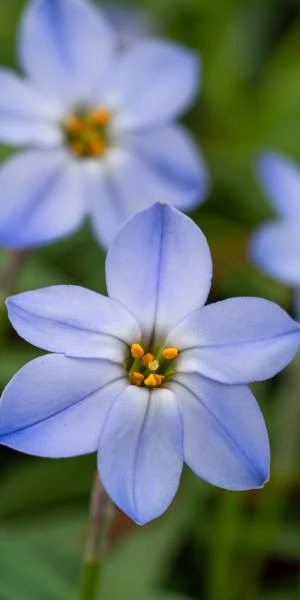 IPHEION 'Rolf Fiedler' 3 IPHEION 'Rolf Fiedler'