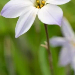 IPHEION Uniflorum 'Hardy's Hybrid'