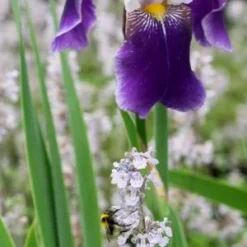 IRIS 'Braithwaite' (TB) -UK Garden Supplies Sales Shop iris braithwaite 6031062