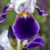 IRIS 'Braithwaite' (TB) -UK Garden Supplies Sales Shop iris braithwaite tb 5260338