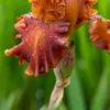 IRIS 'Carnival Time' (TB) -UK Garden Supplies Sales Shop iris carnival time 5240188