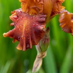 IRIS 'Carnival Time' (TB)