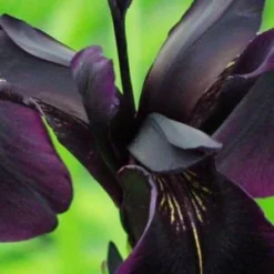 IRIS Chrysographes Black-flowered