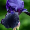 IRIS 'Deep Black' (TB) -UK Garden Supplies Sales Shop iris deep black tb 5230140