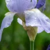 IRIS 'Jane Phillips' (TB) -UK Garden Supplies Sales Shop iris jane phillips for web 6031102