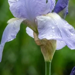 IRIS 'Jane Phillips' (TB)