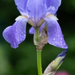 IRIS Pallida Subsp. Pallida