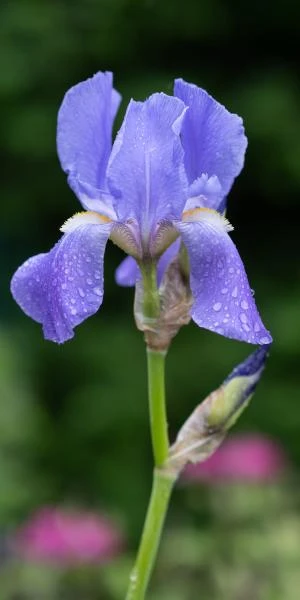 IRIS Pallida Subsp. Pallida 3 IRIS Pallida Subsp. Pallida