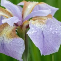 IRIS 'Rikugi-sakura'