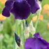 IRIS 'Sable' (TB) -UK Garden Supplies Sales Shop iris sable 4282311
