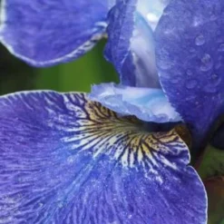 IRIS 'Silver Edge' (Sib) -UK Garden Supplies Sales Shop iris silver edge 2 2