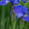 IRIS 'Silver Edge' (Sib) -UK Garden Supplies Sales Shop iris silver edge 5250276