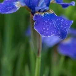 IRIS 'Silver Edge' (Sib)