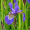 IRIS 'Tropic Night' -UK Garden Supplies Sales Shop iris tropic night 5090001